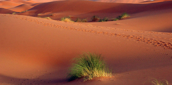 Marrakech Camel Trekking 1 noches y 2 días